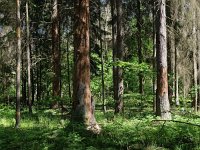 PL, Podlaskie, Bialowieza 10, Saxifraga-Hans Dekker