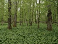 PL, Podlaskie, Bialowieza, Puszcza Bialowieska 2, Saxifraga-Bas Klaver