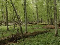 PL, Podlaskie, Bialowieza, Puszcza Bialowieska 3, Saxifraga-Bas Klaver