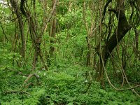 RO, Tulcea, Babadag, Babadag forest 2, Saxifraga-Dirk Hilbers