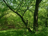 RO, Tulcea, Babadag, Babadag forest 3, Saxifraga-Dirk Hilbers