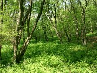 RO, Tulcea, Babadag, Babadag forest 4, Saxifraga-Dirk Hilbers