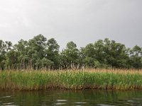 RO, Tulcea, Donau Delta 12, Saxifraga-Bart Vastenhouw