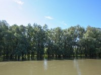 RO, Tulcea, Donau Delta 3, Saxifraga-Bart Vastenhouw