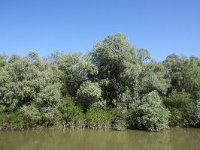 RO, Tulcea, Donau Delta 4, Saxifraga-Bart Vastenhouw