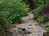 SLO, Goriska, Sempeter-Vrtojba, Sempeter 2, Saxifraga-Hans Dekker