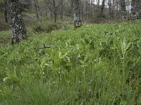 E, Caceres, Castanar de Ibor 10, Saxifraga-Willem van Kruijsbergen
