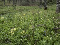 E, Caceres, Castanar de Ibor 12, Saxifraga-Willem van Kruijsbergen