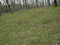E, Caceres, Castanar de Ibor 13, Saxifraga-Willem van Kruijsbergen