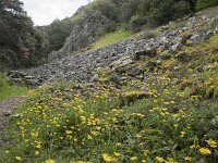 E, Caceres, Castanar de Ibor 24, Saxifraga-Willem van Kruijsbergen