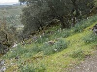 E, Caceres, Torrejon el Rubio, Castillo de Montfrague 14, Saxifraga-Willem van Kruijsbergen