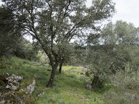E, Caceres, Torrejon el Rubio, Castillo de Montfrague 16, Saxifraga-Willem van Kruijsbergen
