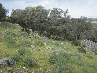 E, Caceres, Torrejon el Rubio, Castillo de Montfrague 20, Saxifraga-Willem van Kruijsbergen
