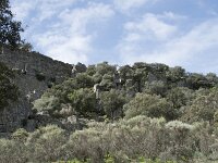 E, Caceres, Torrejon el Rubio, Castillo de Montfrague 21, Saxifraga-Willem van Kruijsbergen