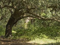 E, Cadiz, Jimena de la Frontera, Alcornocales 14, Saxifraga-Jan van der Straaten