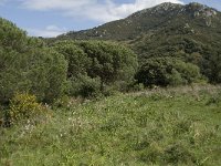 E, Cadiz, Jimena de la Frontera, Alcornocales 17, Saxifraga-Jan van der Straaten