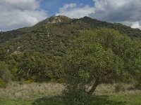 E, Cadiz, Jimena de la Frontera, Alcornocales 20, Saxifraga-Jan van der Straaten