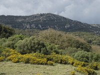 E, Cadiz, Jimena de la Frontera, Alcornocales 42, Saxifraga-Willem van Kruijsbergen