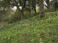 E, Cadiz, Jimena de la Frontera, Alcornocales 48, Saxifraga-Willem van Kruijsbergen