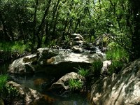 E, Cadiz, Jimena de la Frontera, Alcornocales, Canuto 1, Saxifraga-Dirk Hilbers