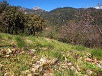 E, Malaga, Benalauria, Algotacin 3, Saxifraga-Hans Dekker