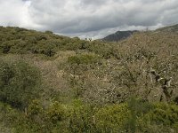 E, Malaga, Cortes de la Frontera, La Sauceda 2, Saxifraga-Willem van Kruijsbergen