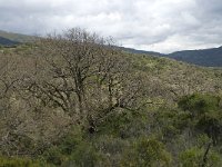 E, Malaga, Cortes de la Frontera, La Sauceda 4, Saxifraga-Willem van Kruijsbergen