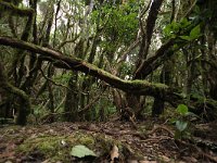 E, Santa Cruz de Tenerife, Tequeste, Anaga 1, laurel cloud forest, Saxifraga-Dirk Hilbers