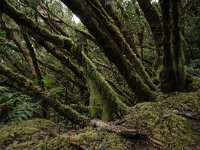 E, Santa Cruz de Tenerife, Tequeste, Anaga 2, laurel cloud forest, Saxifraga-Dirk Hilber