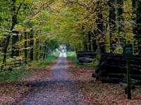 NL, Drenthe, Aa en Hunze, Boswachterij Gieten 1, Saxifraga-Hans Dekker