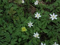 NL, Drenthe, Aa en Hunze, De Burgvallen 4, Saxifraga-Hans Boll