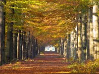 Large forest lane in autumn colors  Large forest lane in autumn colors : Aa en Hunze, Drenthe, autumn, autumnal, background, beauty, blad, bladeren, bomen, boom, bos, botanical, bright, bruin, change, collage, color, colorful, countryside, creative nature, decoration, environment, europe, european, fall, flora, foliage, forest, frankfurt, fresh, gasselte, geel, germany, golden, green, herfst, herfstkleur, herfstkleuren, holland, illuminated, landscape, landschap, leaf, najaar, natural, nature, natuur, nederland, orange, oranje, organic, outdoors, park, path, pathway, pattern, red, rudmer zwerver, rural, season, seasonal, sunlight, trees, turning, vibrant, vivid, wallpaper, wandelen, wandeling, yellow