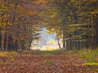 Autumnal lane  A beautiful lane in an autumnal forest : Aa and Hunze, Aa en Hunze, Drenthe, Netherlands, autumn, autumn color, autumn colors, blad, bladeren, bomen, boom, bos, brown, bruin, creative nature, forest, gasselte, geel, herfst, herfstkleur, herfstkleuren, holland, landscape, landschap, leaf, leaves, najaar, nature, natuur, nederland, orange, oranje, rudmer zwerver, tree, trees, walk, walking, wandelen, wandeling, yellow