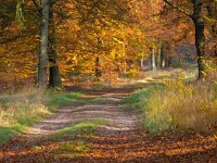 Bent forest lane in autumn colors  Bent forest lane in autumn colors : autumn, autumnal, background, beauty, bend, bent, botanical, bright, change, collage, color, colorful, countryside, decoration, environment, europe, european, fall, flora, foliage, forest, frankfurt, fresh, germany, golden, green, illuminated, landscape, leaf, natural, nature, orange, organic, outdoors, park, path, pathway, pattern, red, rural, season, seasonal, sunlight, trees, turning, vibrant, vivid, wallpaper, yellow