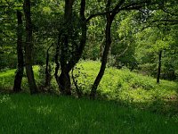 NL, Drenthe, Aa en Hunze, Strubben 1, Saxifraga-Hans Dekker