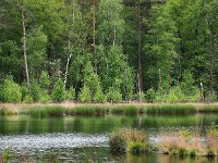 NL, Drenthe, Coevorden, Boswachterij Gees 10, Saxifraga-Hans Dekker