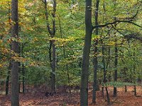 NL, Drenthe, Coevorden, Boswachterij Gees 5, Saxifraga-Hans Dekker