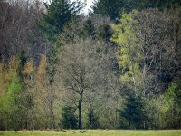 NL, Drenthe, Coevorden, Boswachterij Gees 8, Saxifraga-Hans Dekker