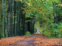 NL, Drenthe, De Wolden, Boswacherij Ruinen 1, Saxifraga-Hans Dekker