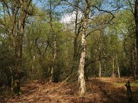 NL, Drenthe, Midden-Drenthe, Mantingerbos 14, Saxifraga-Hans Dekker