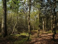 NL, Drenthe, Midden-Drenthe, Mantingerbos 19, Saxifraga-Hans Dekker