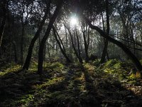 NL, Drenthe, Midden-Drenthe, Mantingerbos 28, Saxifraga-Hans Dekker