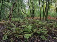 NL, Drenthe, Midden-Drenthe, Mantingerbos 34, Saxifraga-Hans Dekker