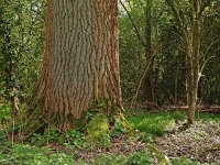 NL, Drenthe, Midden-Drenthe, Mantingerbos 4, Saxifraga-Hans Dekker