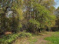 NL, Drenthe, Midden-Drenthe, Mantingerbos 5, Saxifraga-Hans Dekker