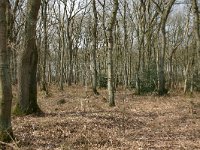 NL, Drenthe, Noordenveld, Alteveer 1, Saxifraga-Hans Boll