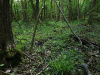 NL, Drenthe, Noordenveld, Nietap 14, Saxifraga-Hans Boll