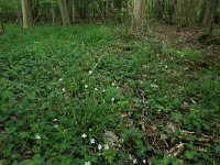 NL, Drenthe, Noordenveld, Nietap 21, Saxifraga-Hans Boll