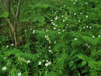 NL, Drenthe, Noordenveld, Nietap 29, Saxifraga-Hans Boll