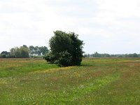 NL, Drenthe, Noordenveld, Nietap 30, Saxifraga-Hans Boll